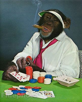Gambling monkeys Casino monkey…